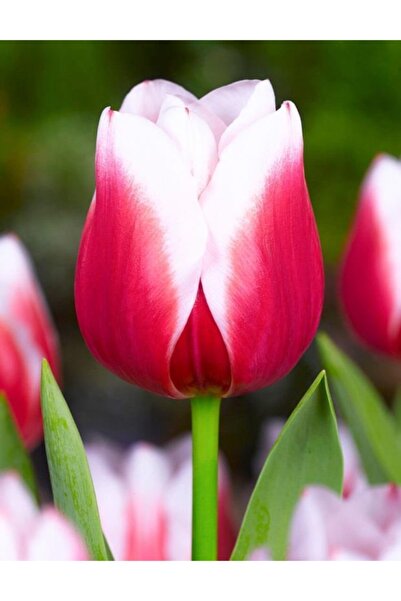 Mevsim Fidancılık İthal Lale Soğanı - Dutch Design