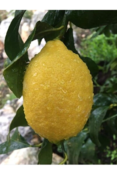 Uzunlar Fidancılık Yediveren Limon Fidanı Aşılı 3 Yaş Meyveli