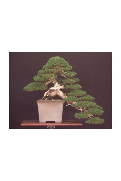 Tohum Dünyam Bodur Lübnan Sediri Bonzai Ağacı Tohumu 5 Adet Bonsai Ağacı Tohumu