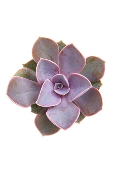 LEVANT Echeveria Perle Von Nurnberg Sukulent