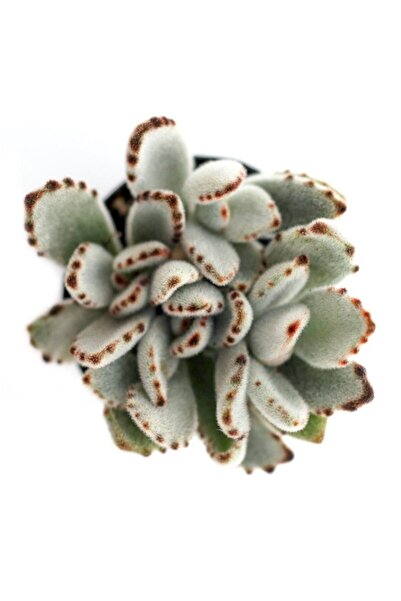 LEVANT Kalanchoe Tomentose Panda Sukulent