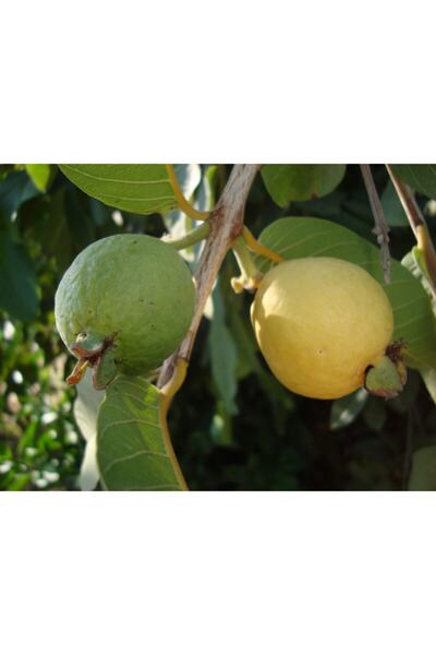 Uzunlar Fidancılık Guava Fidanı Tüplü 2 Yaş