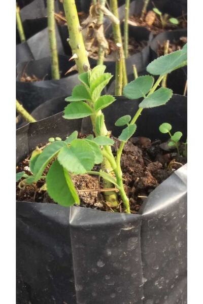 GÜLCÜ Isparta Gülü