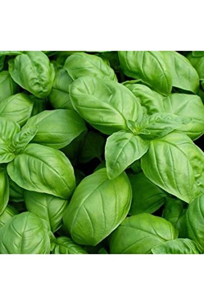 AAC TARIM Marul Yapraklı Fesleğen Fidesi 5 Adet