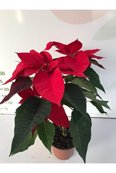 baydem sera ve çiçekçilik Ankara Sera - Atatürk Çiçeği