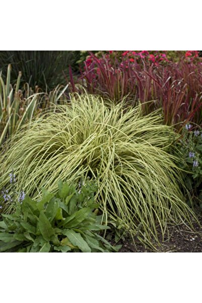 Fidan & Peyzaj Karex / Altın Saz (4 Adet) - (karex Oshiomensis Ever Gold)