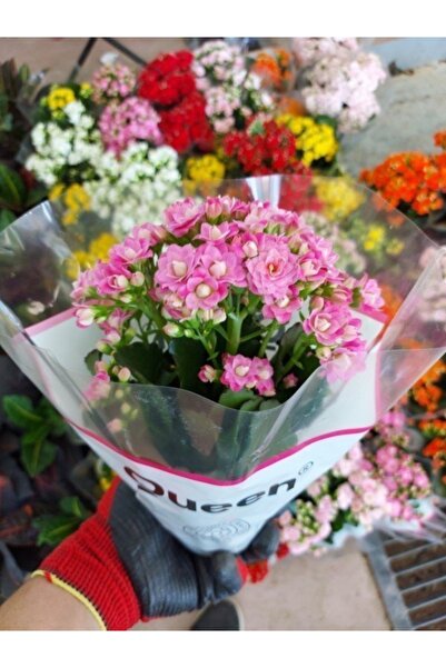 Mevsim Fidancılık Tüplü Dev Kalanşo Çiçeği ( Koyu Pembe Renkli )(12 Cm Lik Sa...