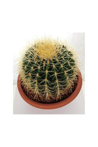 Genel Markalar Saksılı Echinocactus Grusonii Cactus - Altın Fıçı Kaktüs (5.5 ...