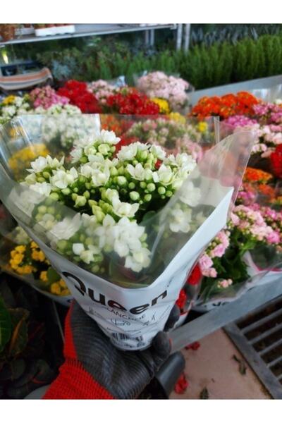 Mevsim Fidancılık Tüplü Dev Kalanşo Çiçeği (beyaz Renkli )(12 Lik Saksıda )ka...