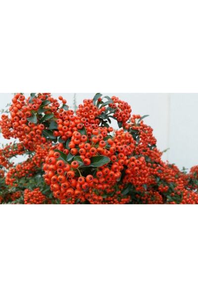 Mevsim Fidancılık Tüplü Ateş Dikeni Fidanı