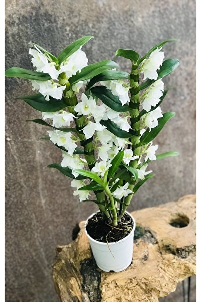 fidanova Ddendrobium Orkide, Ithal Çok Yıllık Çiçek Açan Orkide Çeşiti 40-50cm