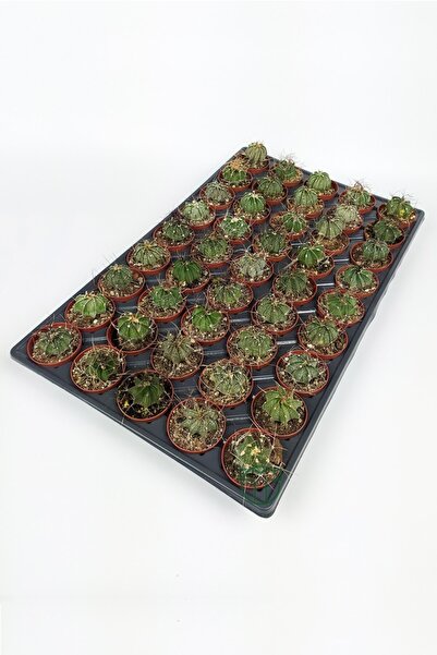 Toptan Kaktüs Astrophytum Capricorn Kaktüsü 45 Adet Toptan (5.5 Cm Saksıda)