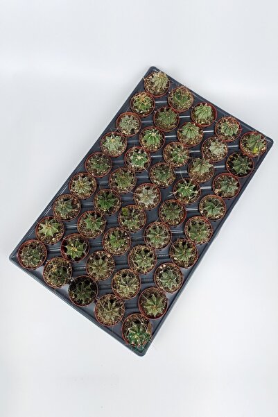 Toptan Kaktüs Astrophytum Capricorn Kaktüsü 45 Adet Toptan (5.5 Cm Saksıda)