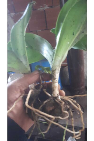 Alanyatropikal Salep Fidesi 55 Adet Orkide Orchis Serapias Şalep Sahlep