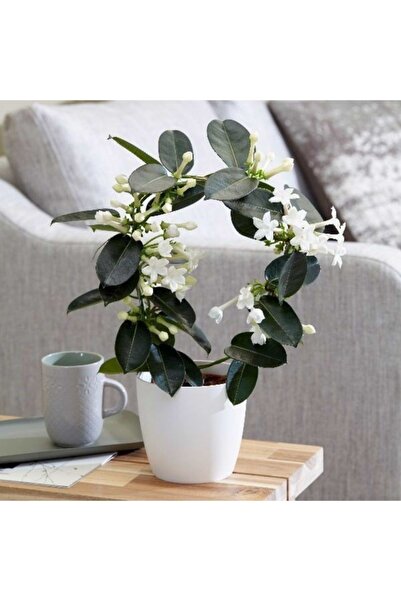 Mevsim Fidancılık Saksılı Madagaskar Yasemin Çiçeği - Stephanotis Floribunda ...