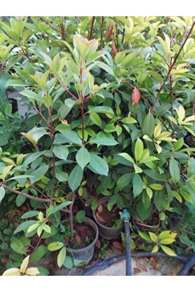 Mevsim Fidancılık Tüplü Kartopu Fidanı Viburnum Lucidum Ağacı