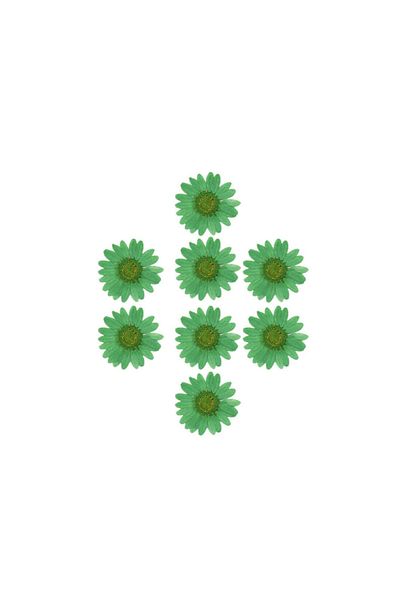 Getshopmini Αποξηραμένο Daisy Green 8 Τεμάχια