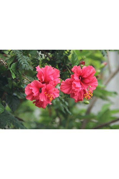 DH STORE Kırmızı Pastel Renkli Ağaç Hatmi 50-60 Cm (tüplü)