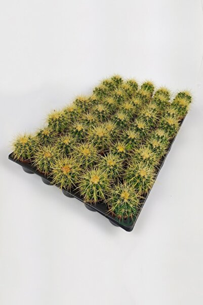 Toptan Kaktüs Echinocactus Grusonii Altın Fıçı Kaktüsü Toptan 45 Adet (1 Viyo...