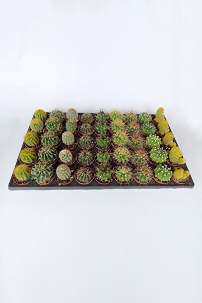 Toptan Kaktüs 45 Adet Özel Tür Kaktüs 5 Erli Set 1 Viyol 5.5 cm Saksıda