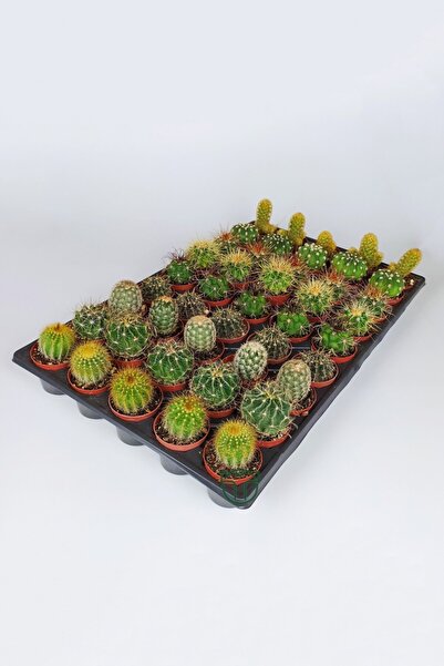 Toptan Kaktüs 45 Adet Özel Tür Kaktüs 5 Erli Set 1 Viyol 5.5 cm Saksıda