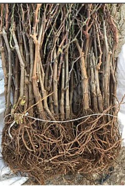 Cadianda Organik Merlot Üzüm Fidanı