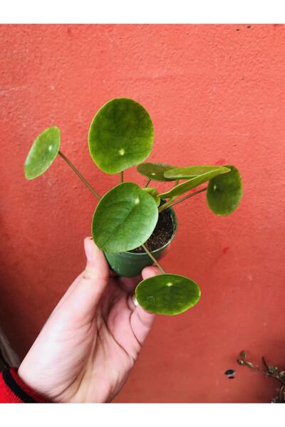 Pilea Salon Plant