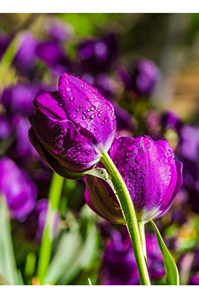 KAMONDO TOHUM 3 Adet Mor Renkli Double Lale Soğanı