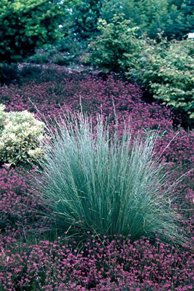 Online Botanik Mavi Çim 5 Saksı -10-15 Cm