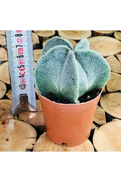 EGZOTİKBAHÇE Astrophytum Myriostigma M. Sarı Çiçek Açan Benekli Nadir Tür Kaktüs