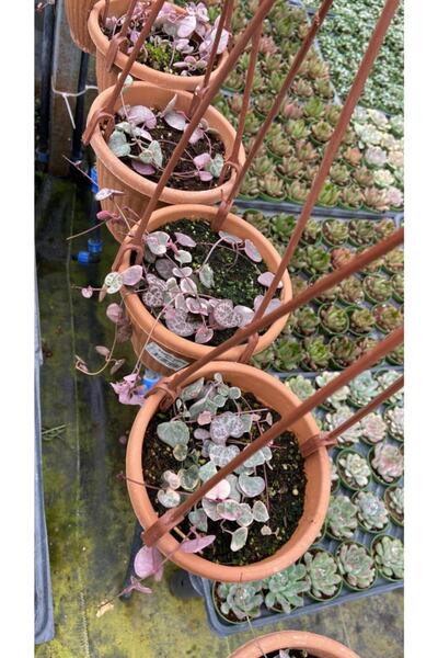 rukiye Pembe Kalp Kalbe Karşı (askılı Saksı, Dal Uzunluğu 20 Cm)