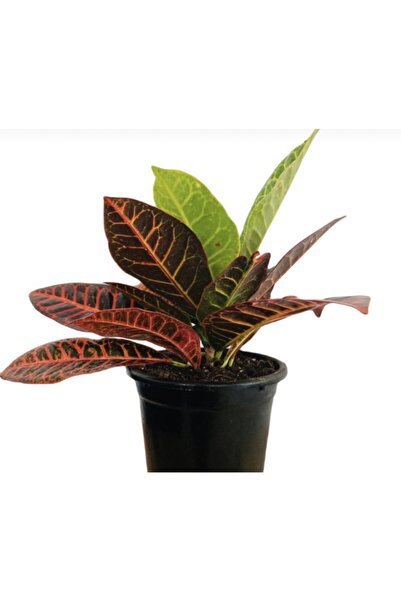 Genel Markalar Kraton Çiçeği 20cm Bitki Boyu , 15cm Saksı Çapı