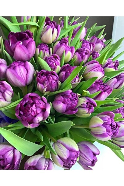 KAMONDO TOHUM 3 Adet Mor Renkli Katmerli İthal Lale Soğanı