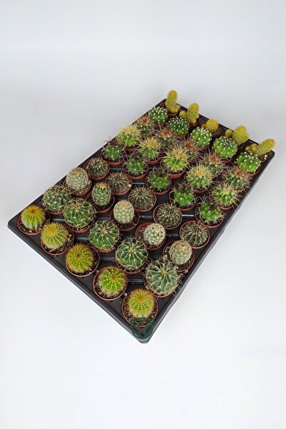 Toptan Kaktüs 45 Adet Özel Tür Kaktüs 5 Erli Set 1 Viyol 5.5 cm Saksıda