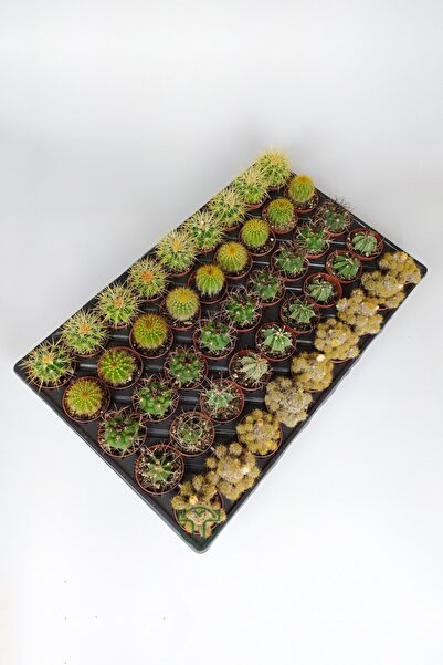 Toptan Kaktüs 45 Adet Özel Tür Kaktüs  #1 Toptan 5.5 cm Saksıda