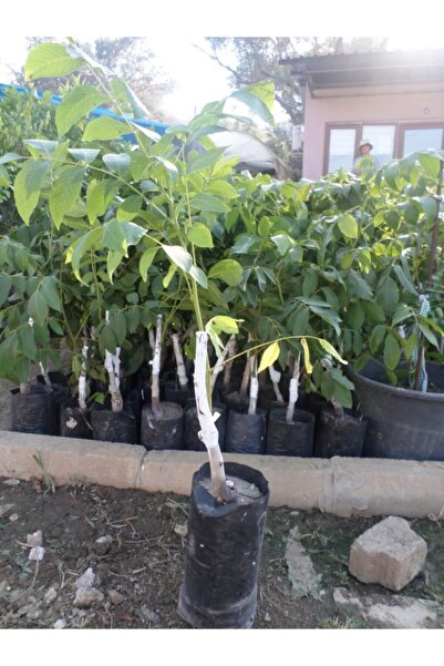 Genel Markalar CEVİZ (CHANDLER) FİDANI 2 YAŞLI TÜPLÜ 120-150CM