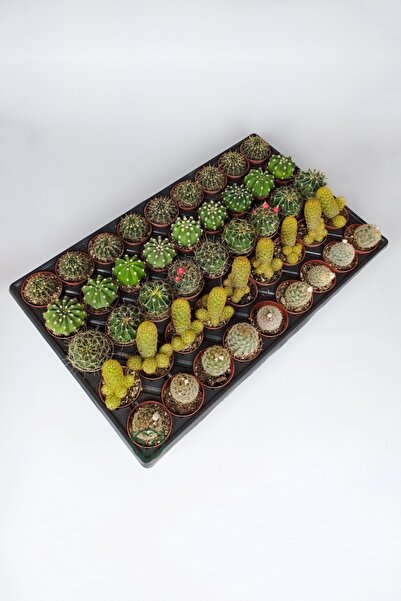 Toptan Kaktüs 45 Adet Özel Tür Kaktüs 9 Arlı Set #2 Toptan 5.5 Cm Saksıda