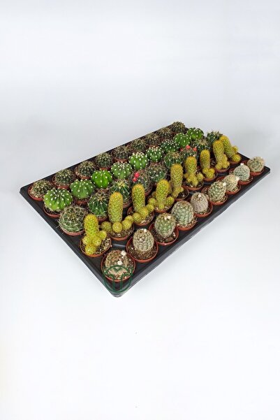 Toptan Kaktüs 45 Adet Özel Tür Kaktüs 9 Arlı Set #2 Toptan 5.5 Cm Saksıda