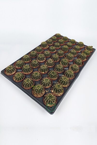 Toptan Kaktüs Notocactus Summammulasus Toptan 45 Adet (1 Viyol 5.5 Cm Saksıda)