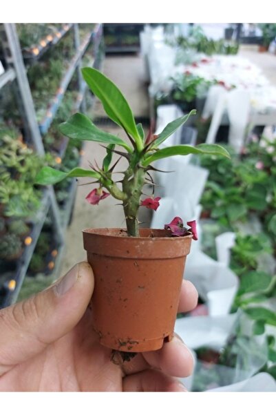 Mevsim Fidancılık Saksılı Dikenler Tacı Çiçeği (kırmızı Renkli) ( 5.5 Cm Lik Saksıda ) Elmas Iğnesi Çiçeği
