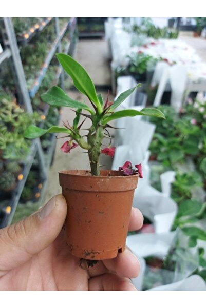 Mevsim Fidancılık Saksılı Dikenler Tacı Çiçeği (kırmızı Renkli) ( 5.5 Cm Lik Saksıda ) Elmas Iğnesi Çiçeği