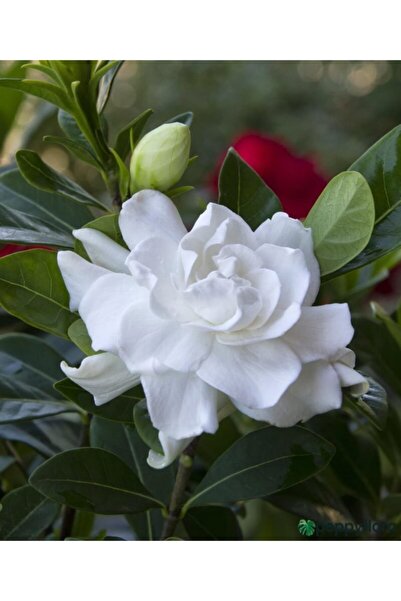 Gloria Kokulu Gardenya Çiçeği (büyük Saksıda)