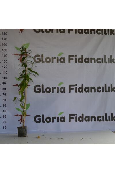 Gloria 2 Adet Saksıda 2 Yaş Melisa Kolonya Çiçeği 110-150 Cm