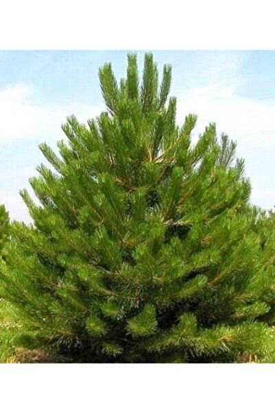 Gloria Tüplü Kara Çam Fidanı Boy 90-110cm