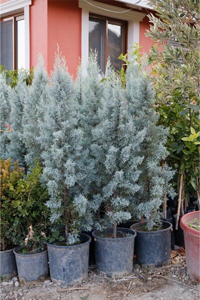 Gloria Arizona Mavi Servi Fidanı-12 Lt Saksıda Cupressus Arizonica - 110-130 Cm