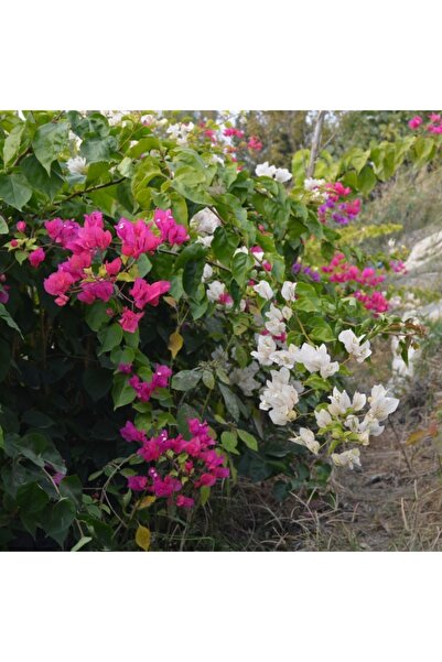 Gloria Tüplü Sarılıcı Mor Tırmanıcı Begonvil Fidanı Yaş 2 Boy 100-120