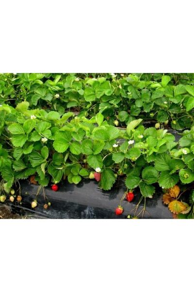 Ucuzluk Diyarı 15 Adet Monterey Çilek Fidanı Açık Kök Ve Taze Söküm ( Frigo )