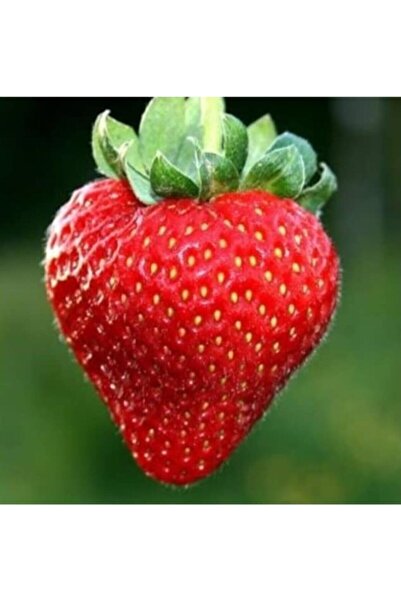 Ucuzluk Diyarı A Kalite 1. Sınıf 30 Adet San Andreas Çilek Fidanı Açık Kök Ve...