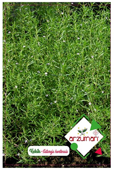 Arzuman Kekik Tohumu