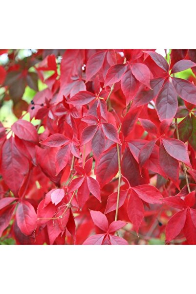 mutbirlik Hızlı Kaplayan Amerikan Sarmaşığı Fidesi-3 Adet